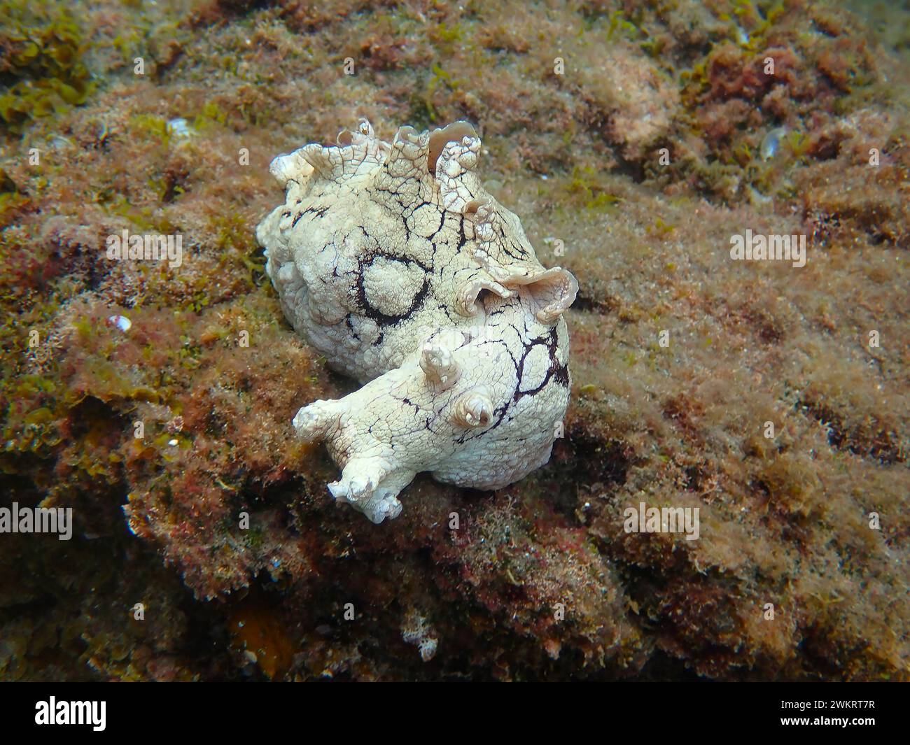 Photo sous-marine d'un lièvre de mer tacheté (Aplysia dactylomela) une espèce marine de grandes limaces de mer sur un rocher, Tenerife, Espagne Banque D'Images