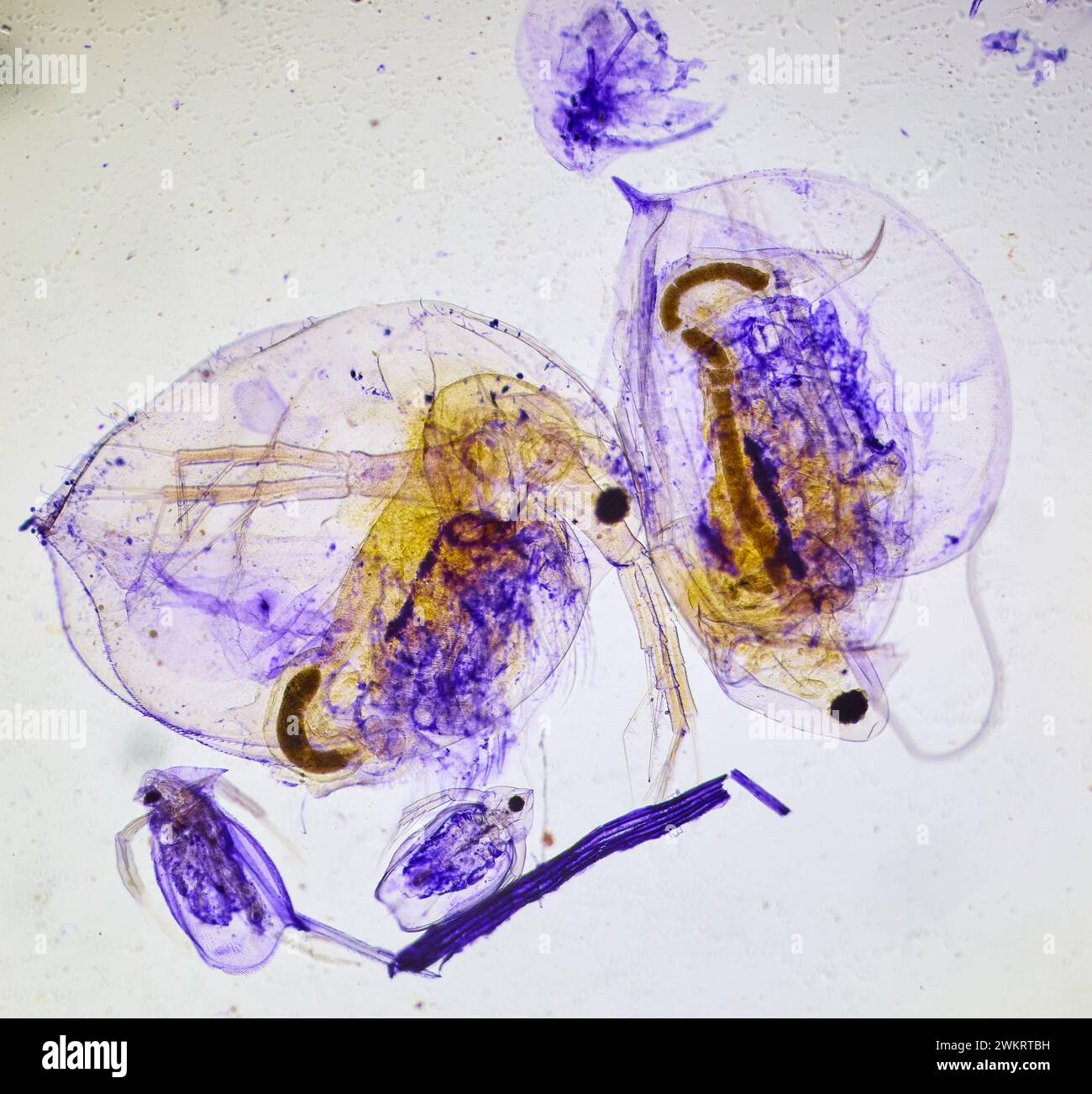 insecte sous un microscope, monstre effrayant du micromonde Banque D'Images