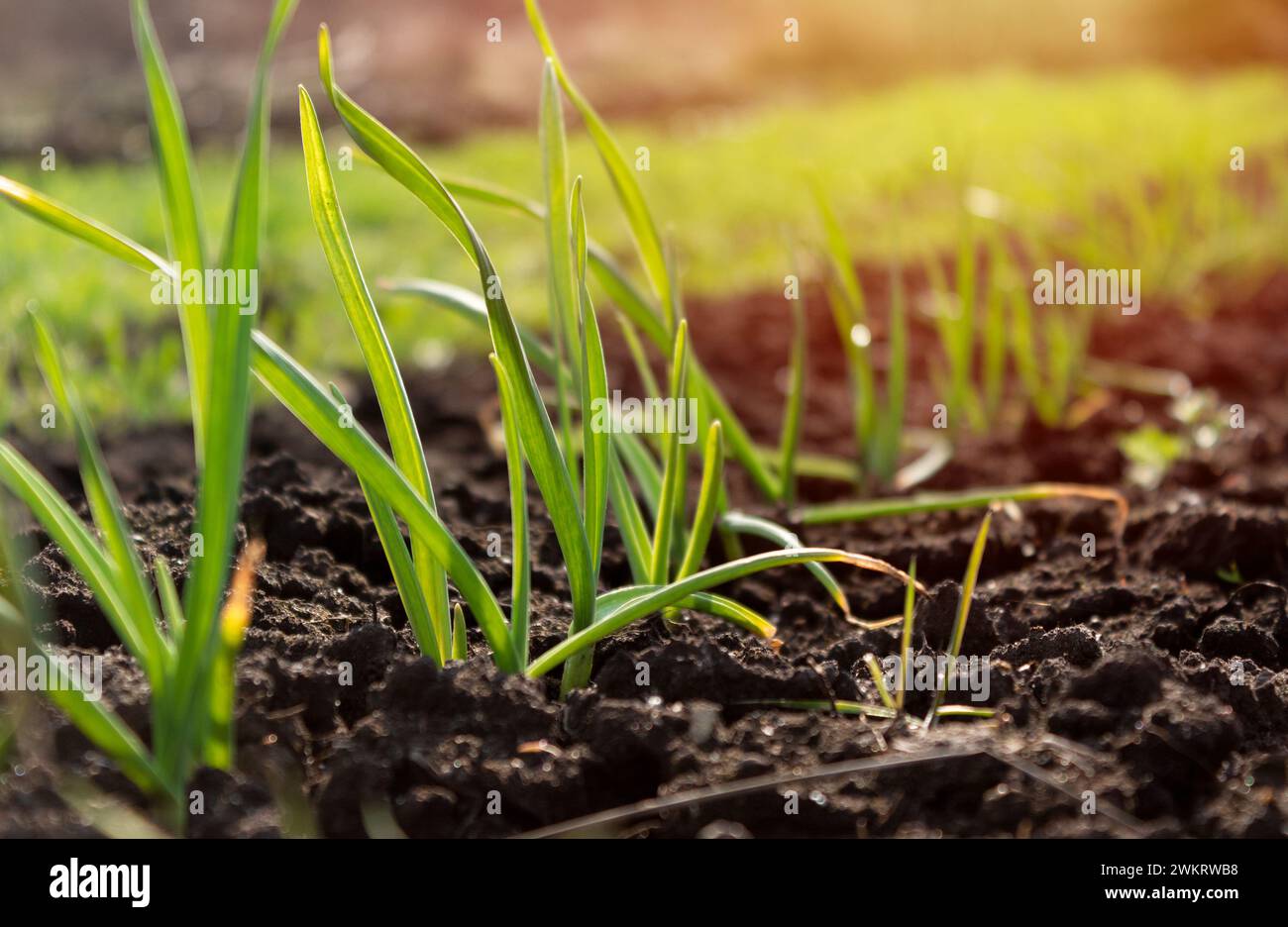 Herbe verte fraîche au coucher du soleil tôt le matin Banque D'Images