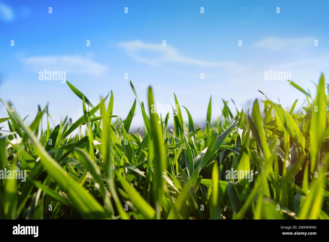 Jeune blé d'hiver dans un champ contre un ciel bleu. Herbe verte sous le soleil au début du printemps. Banque D'Images