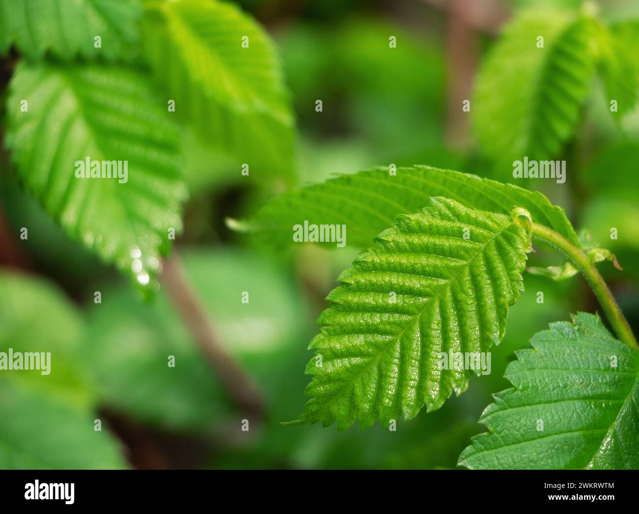 Feuilles vertes avec des gouttes d'eau après la pluie. Heure du printemps. Banque D'Images