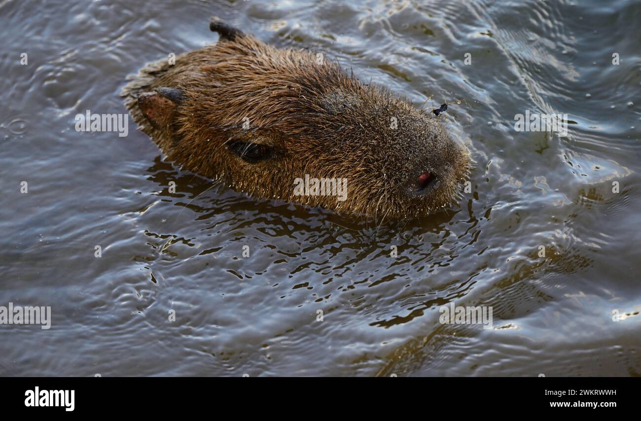 Une natation Capybara au parc zoologique de Dartmoor, Devon. Banque D'Images