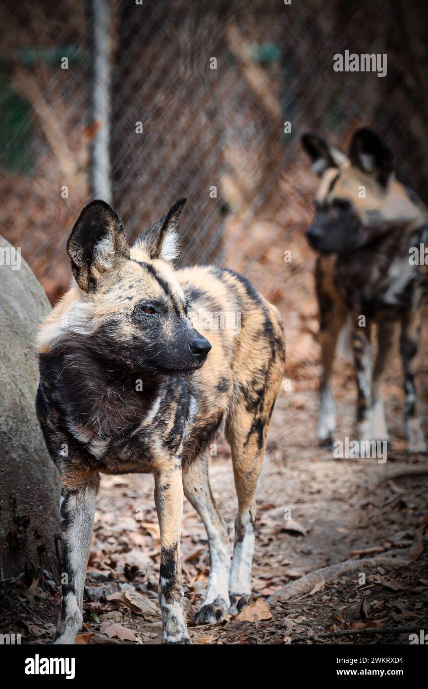 Les chiens sauvages africains près d'une clôture métallique dans un enclos de zoo Banque D'Images