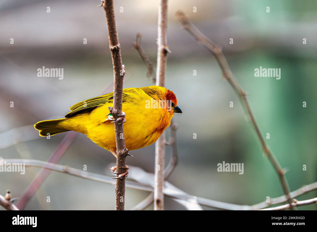 Un finlandais jaune à front orange est assis sur une branche d'arbre sans feuilles Banque D'Images