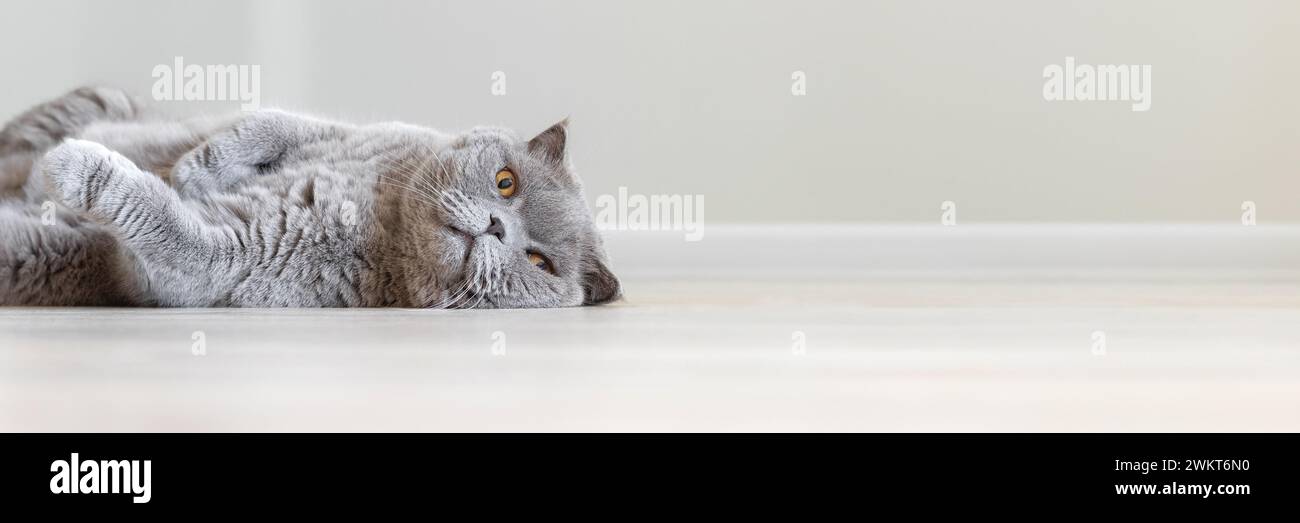 Chat Scottish Fold gris détendu couché sur une bannière de plancher en bois avec espace de copie. En-tête de bande panoramique. Fond d'écran large. Banque D'Images