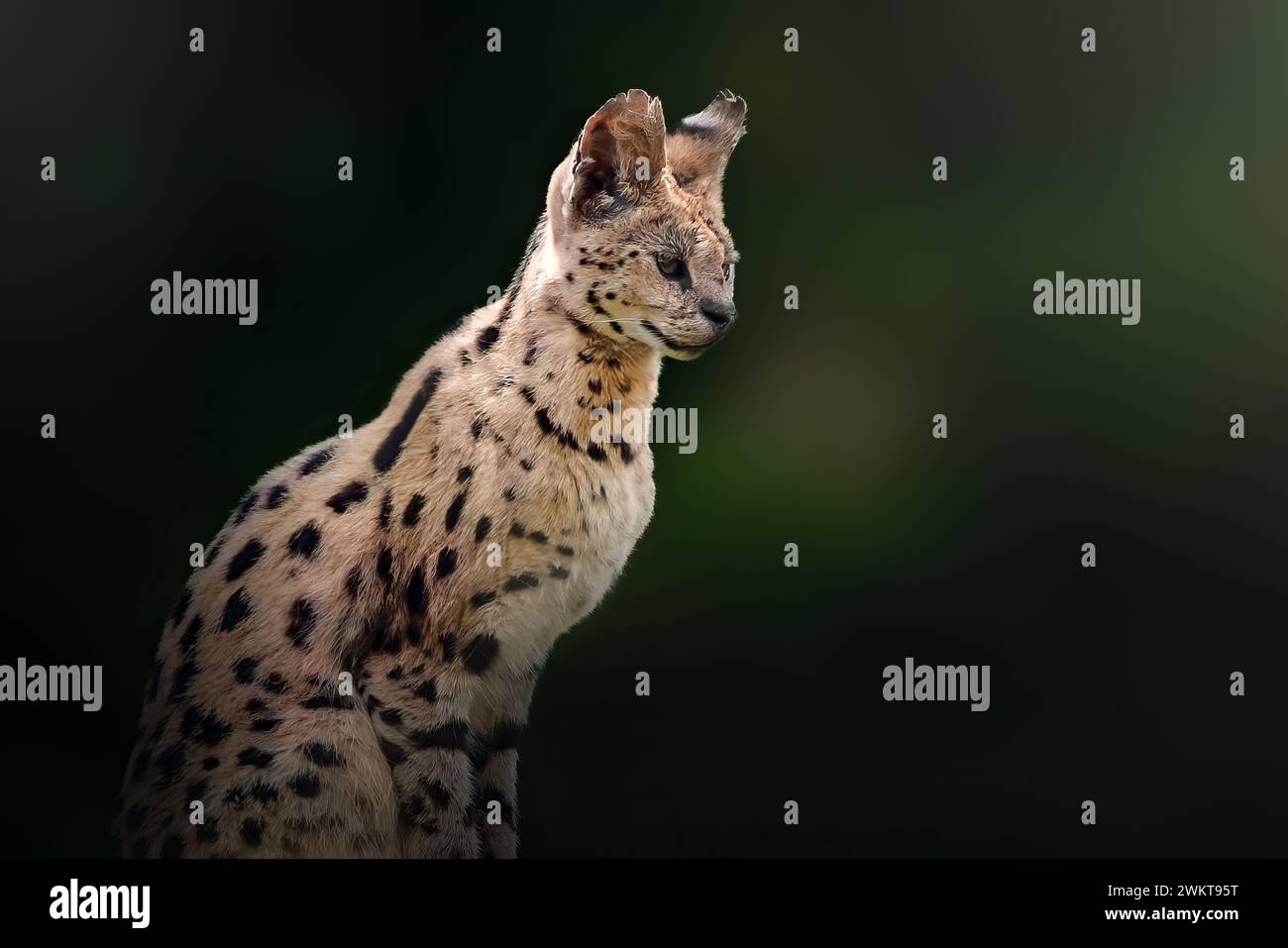 Serval (Leptailurus serval) - chat sauvage africain Banque D'Images