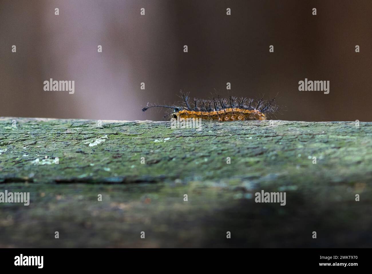 Hylesia Moth Caterpillar (Hylesia sp.) Banque D'Images