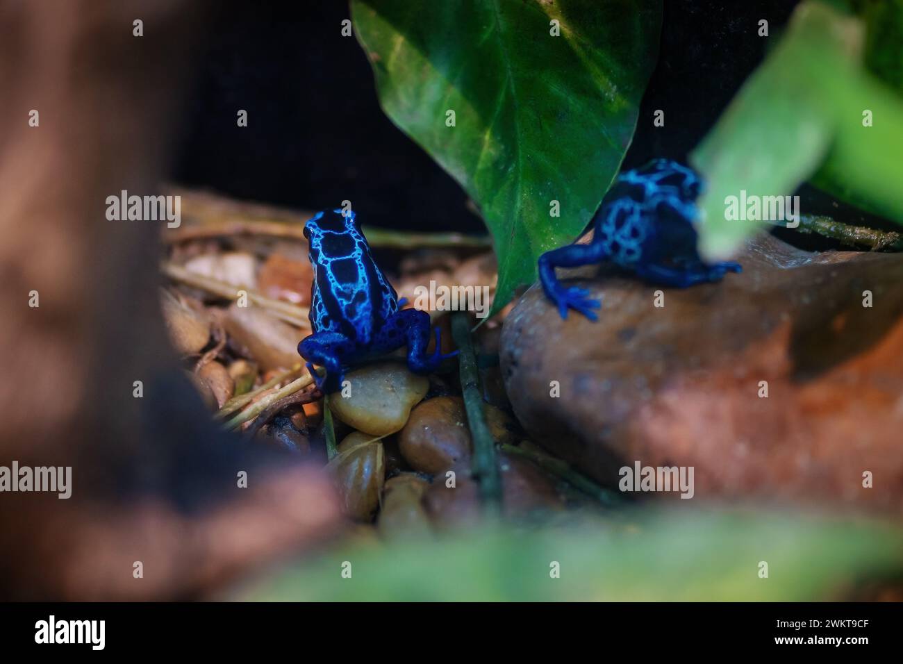 Teinture bleue poison grenouille à fléchettes (Dendrobates tinctorius) Banque D'Images