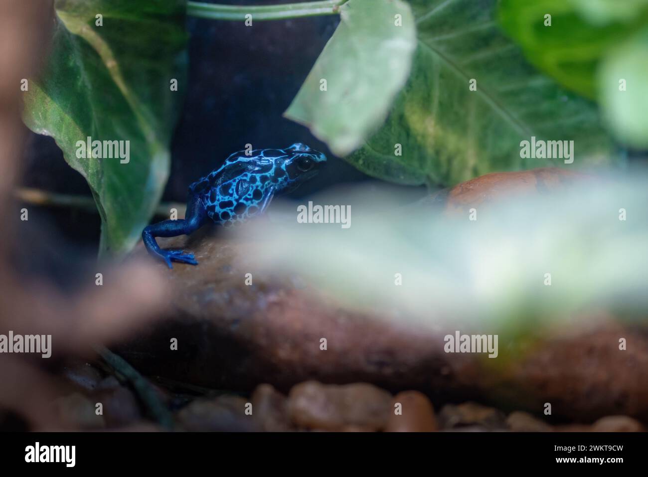 Teinture bleue poison grenouille à fléchettes (Dendrobates tinctorius) Banque D'Images
