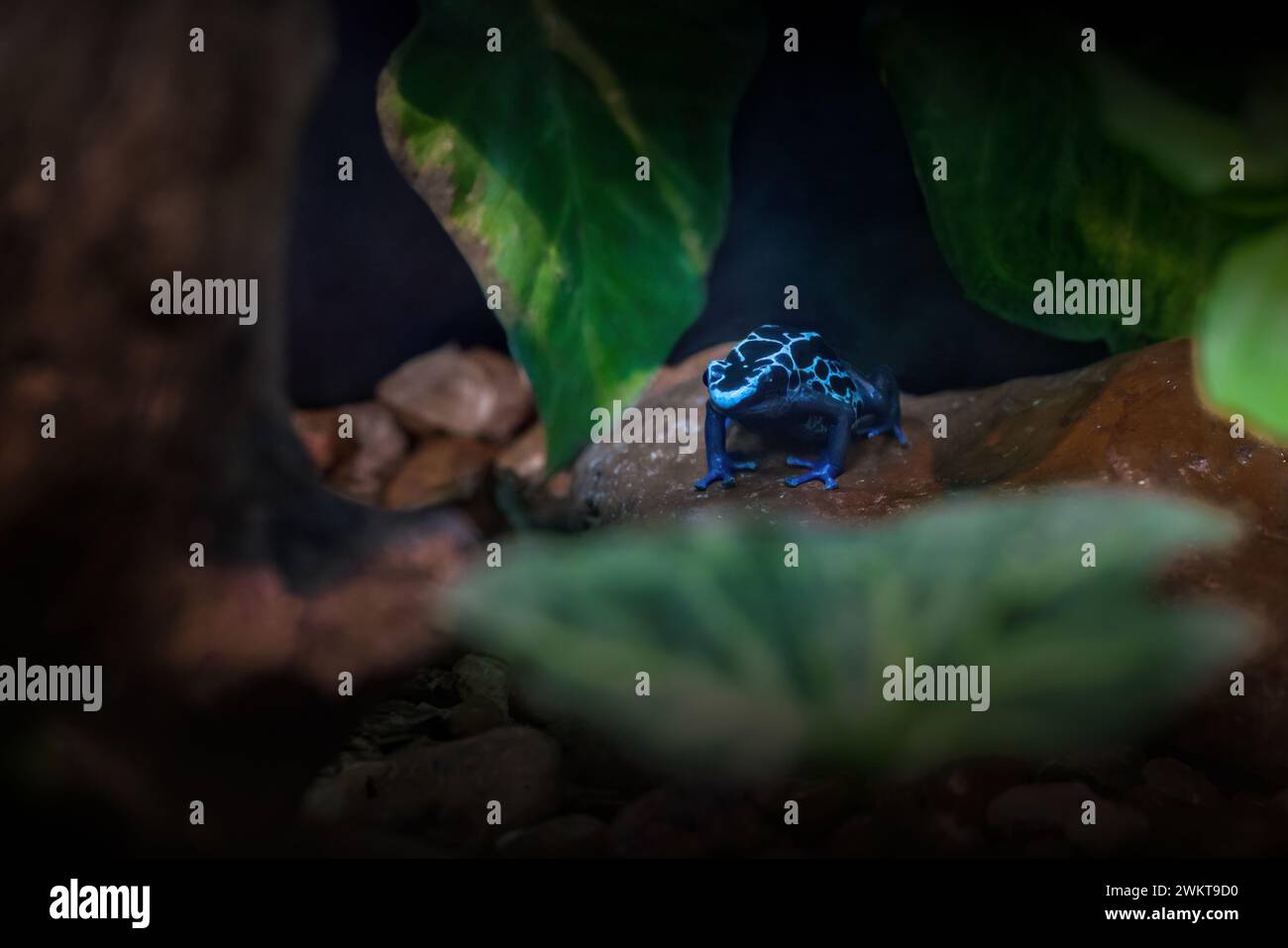 Teinture bleue poison grenouille à fléchettes (Dendrobates tinctorius) Banque D'Images