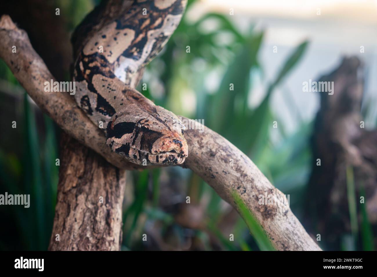 Red Tail Boa Snake (Boa constrictor constrictor) Banque D'Images