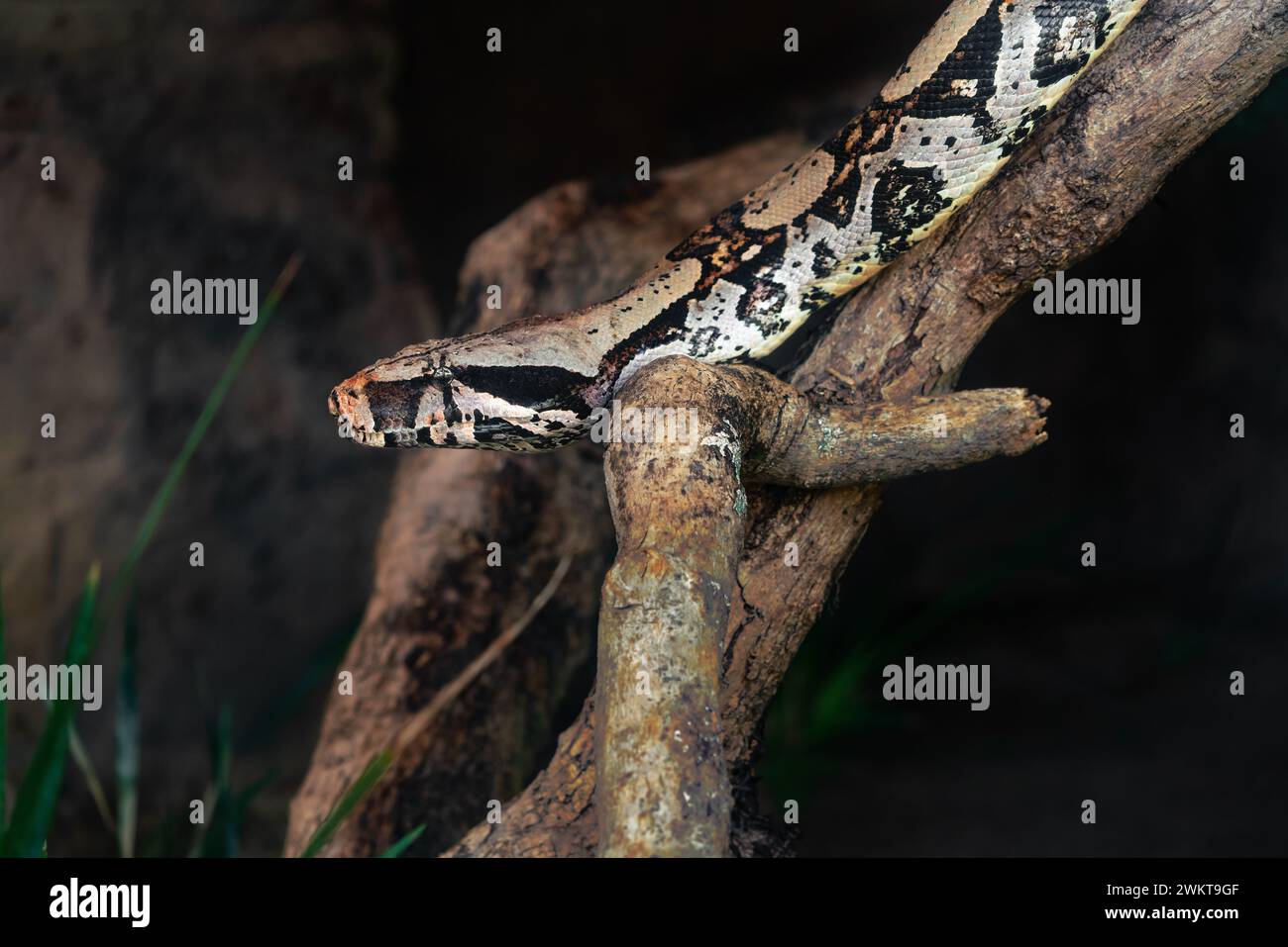 Red Tail Boa Snake (Boa constrictor constrictor) Banque D'Images