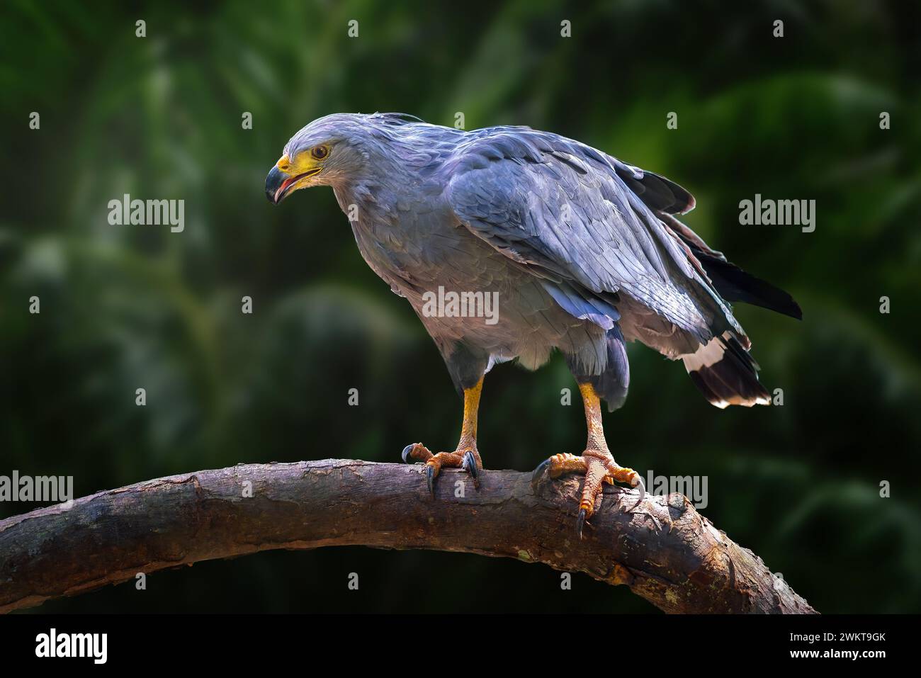 Aigle Chaco (Buteogallus coronatus) - oiseau de proie Banque D'Images