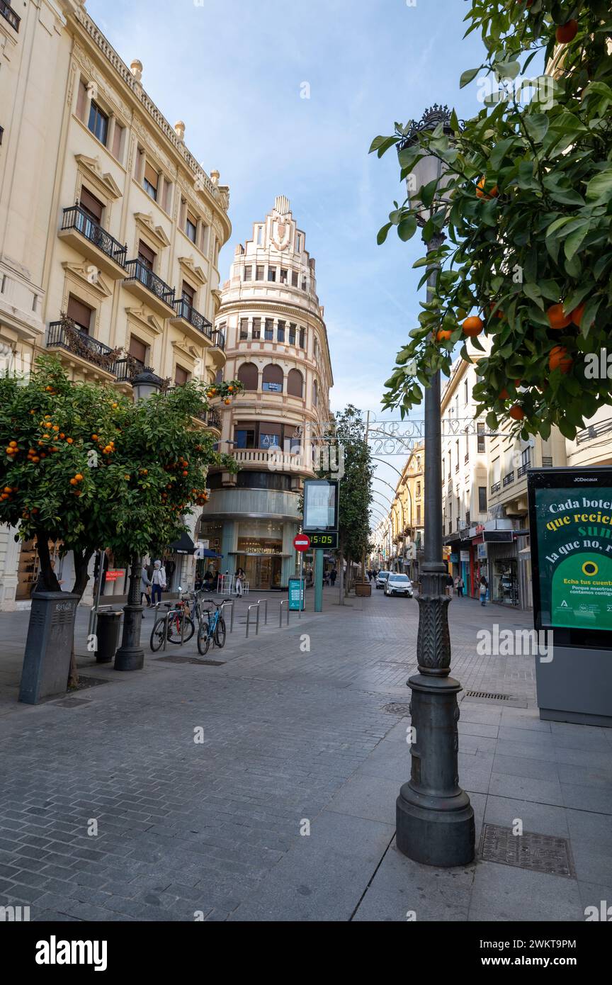 Une rangée d'arbres avec des oranges amères déchirées sur la Calle Cruz Conde est l'une des rues principales de Cordoue, composée de magasins haut de gamme et bien connus Banque D'Images