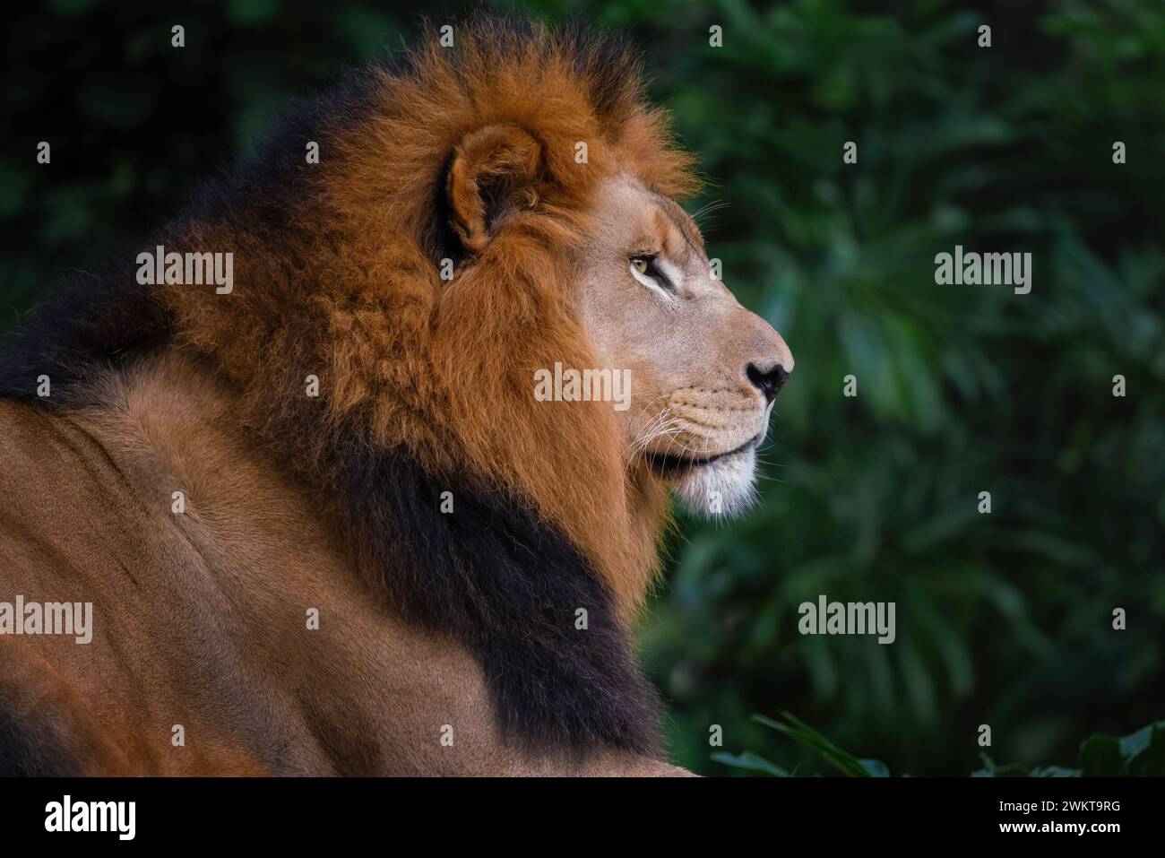 Lion mâle avec belle crinière (Panthera leo) Banque D'Images