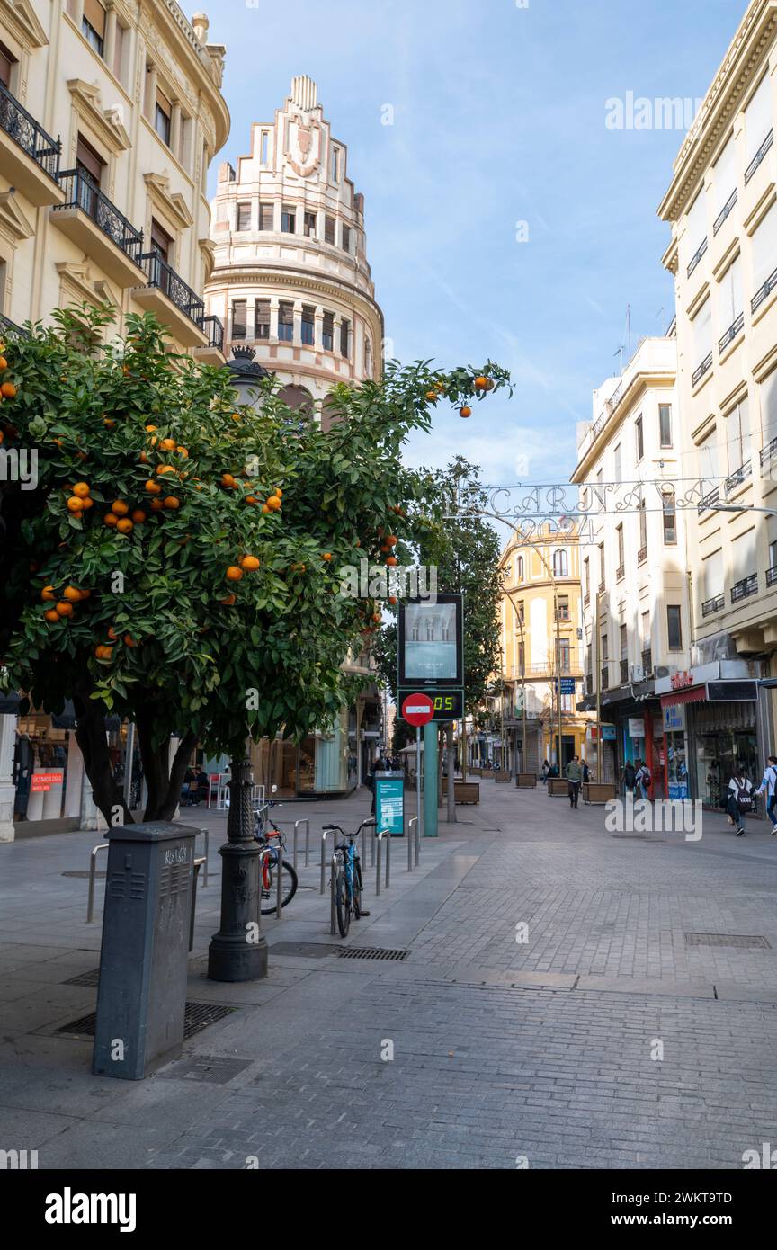 Une rangée d'arbres avec des oranges amères déchirées sur la Calle Cruz Conde est l'une des rues principales de Cordoue, composée de magasins haut de gamme et bien connus Banque D'Images