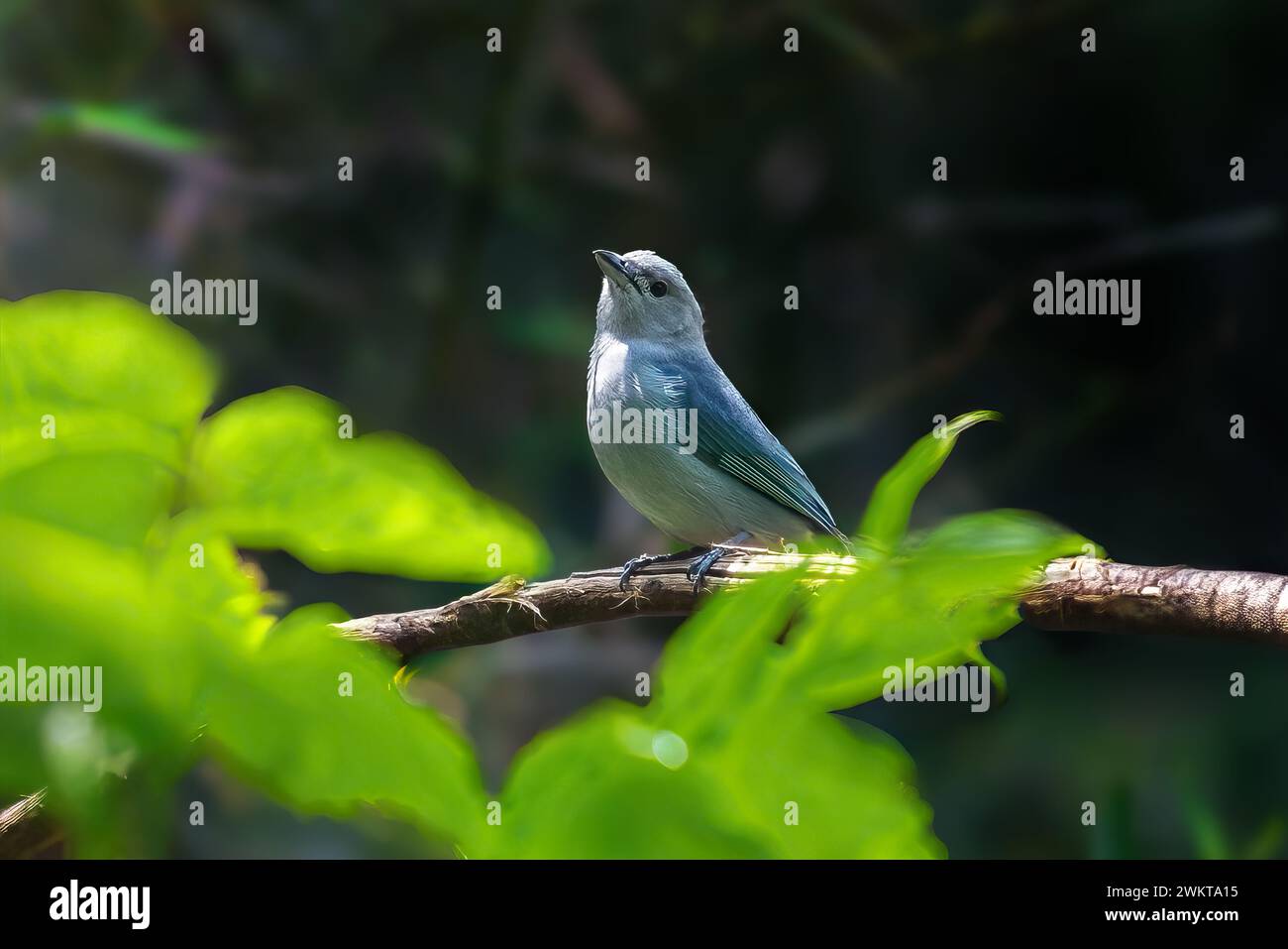 Oiseau tanager de Sayaca (Thraupis sayaca) Banque D'Images