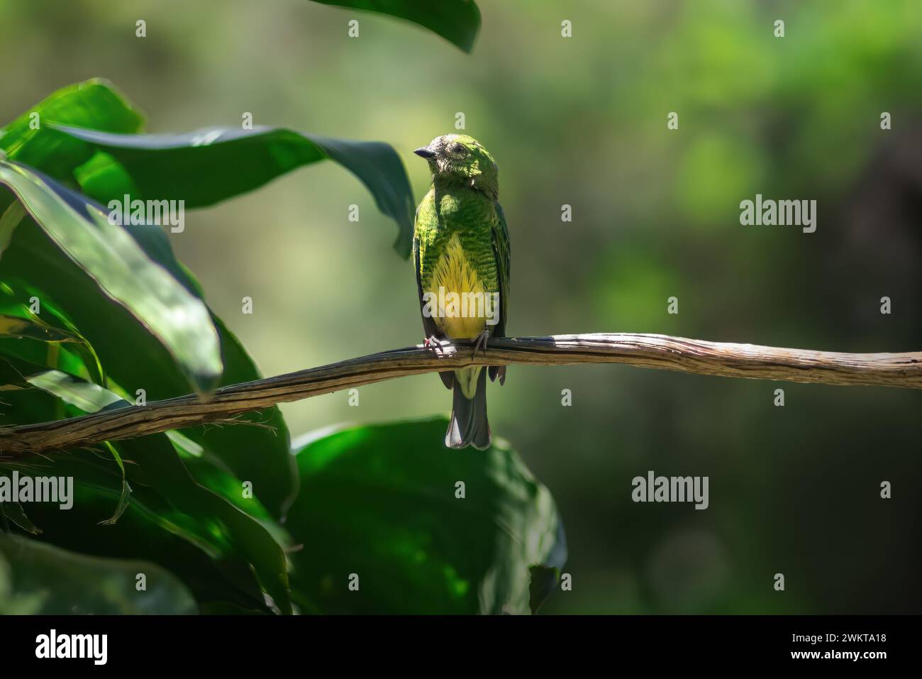 Hirondelle femelle Tanager (Tersina viridis) Banque D'Images