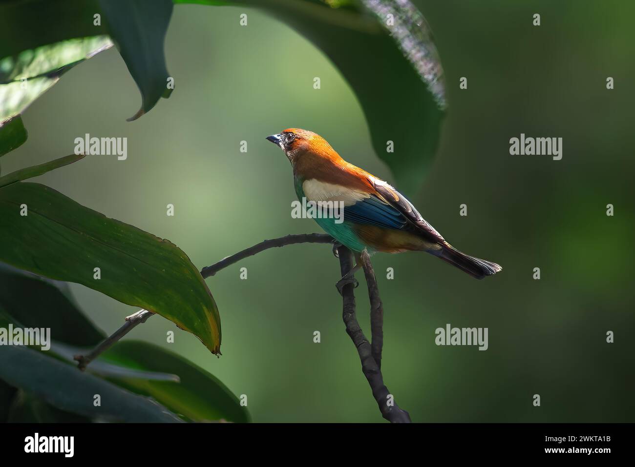 Oiseau tanager à dos de châtaignier (Stilpnia preciosa) Banque D'Images