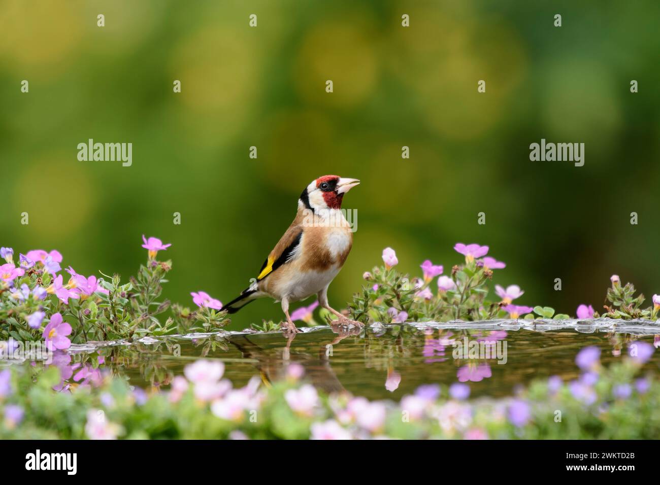 Européen Goldfinch carduelis carduelis, mâle perché sur bain d'oiseau dans le jardin avec des plantes à fleurs, juillet. Banque D'Images