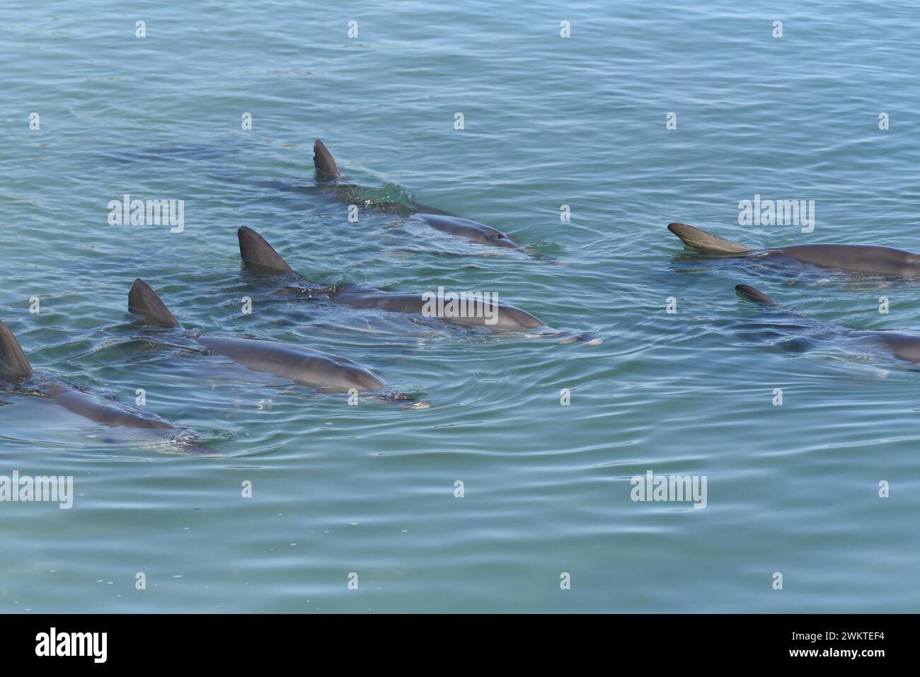 Grands dauphins de Monkey Mia, Australie occidentale Banque D'Images