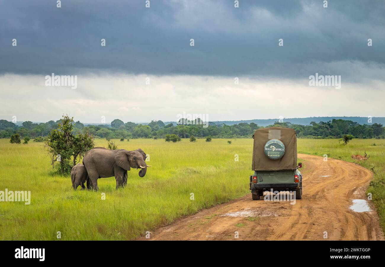 Une jeep touristique en safari s’arrête près d’une éléphant d’Afrique femelle (Loxodonta africana) et de son veau dans le parc national de Mikumi, dans le sud de la Tanzanie. Banque D'Images