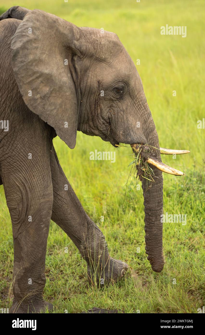 Un jeune éléphant de savane mâle (Loxodonta africana) dans le parc national de Mikumi en Tanzanie. Cet éléphant est répertorié comme en voie de disparition Banque D'Images