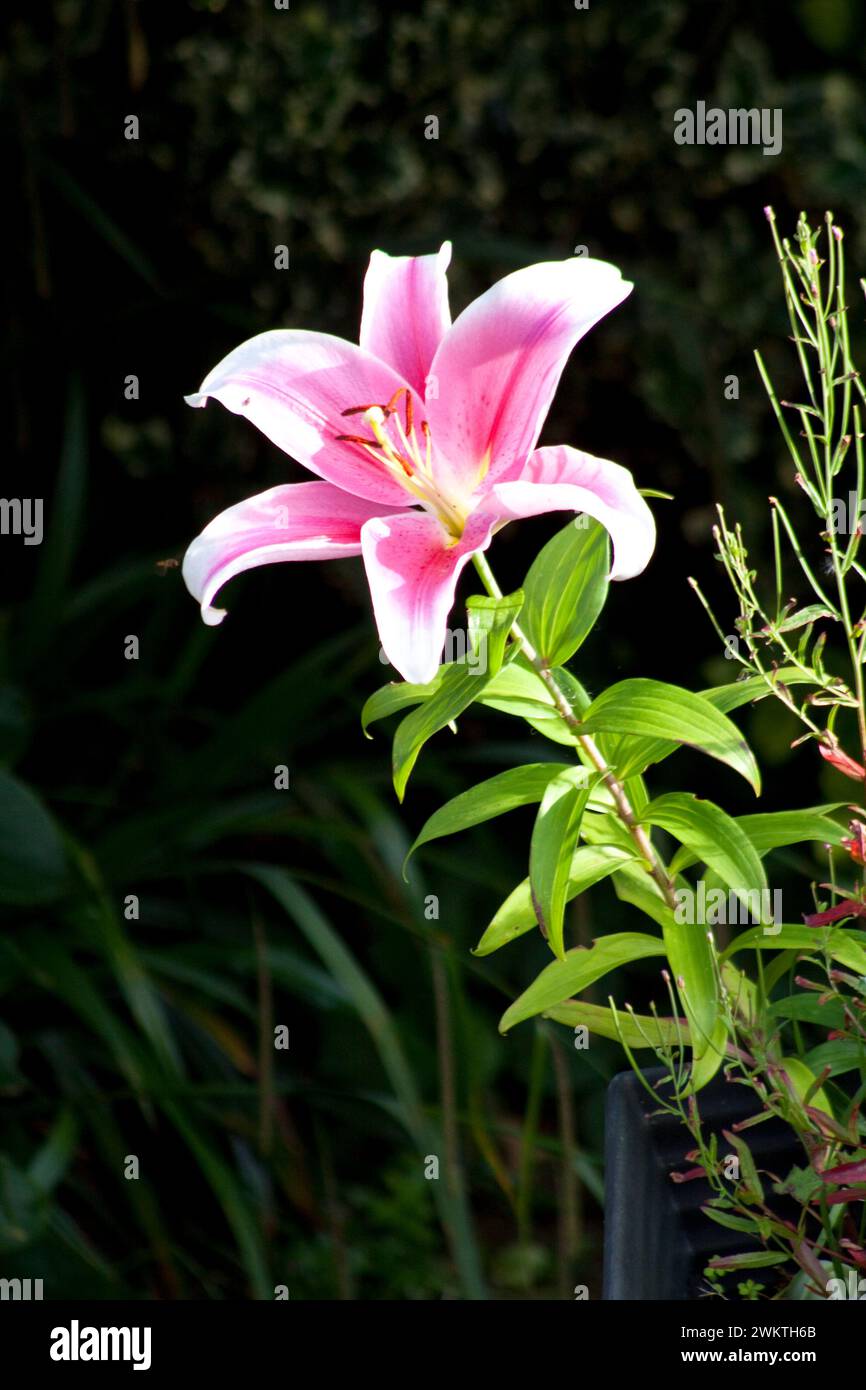 Stargazer Lilies (Lilium) dans Garden Cotswolds Oxfordshire Angleterre royaume-uni Banque D'Images