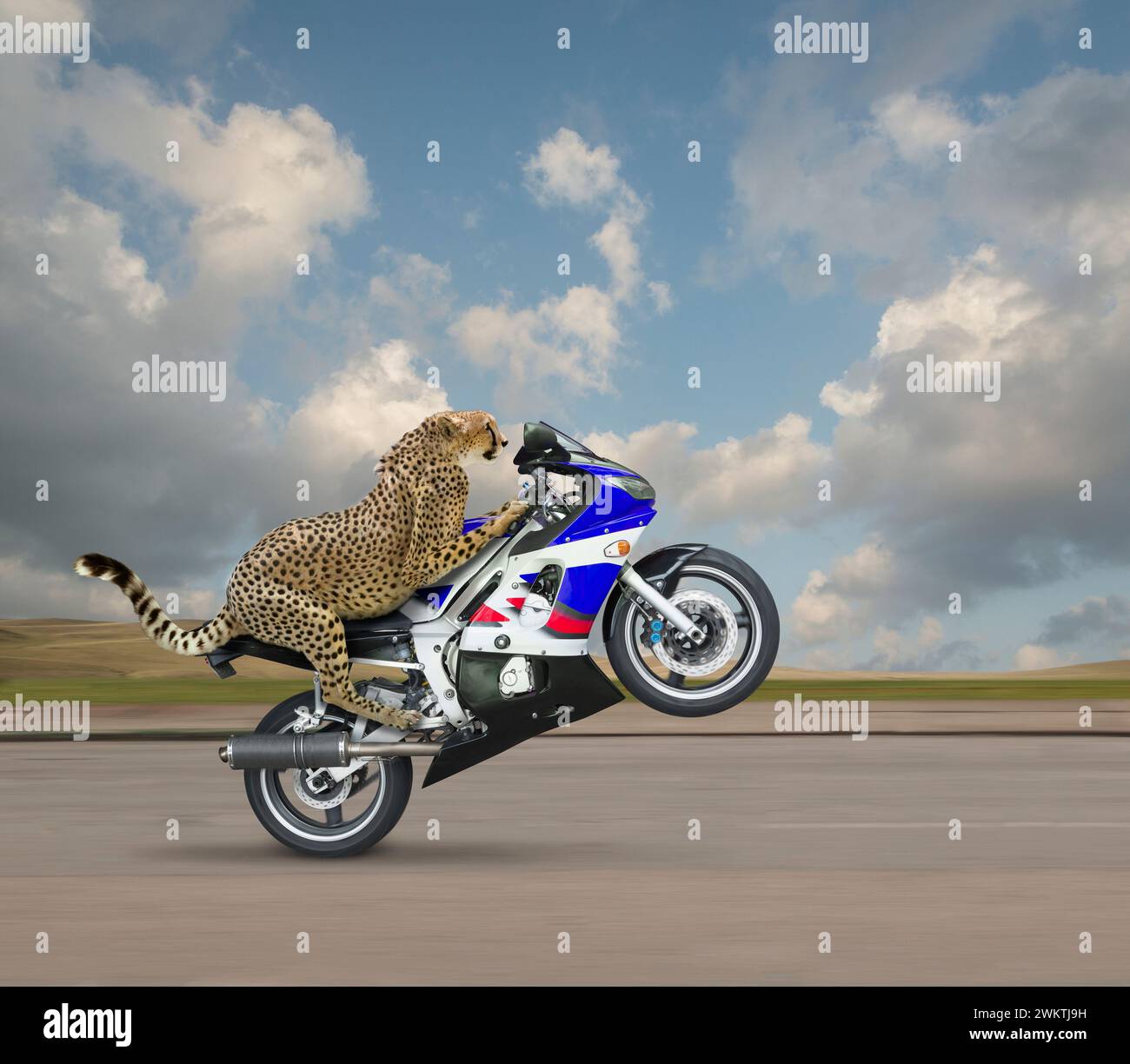 Un guépard fait sauter une roue sur une moto rapide dans une image sur la vitesse, l'innovation et la voie à suivre. Banque D'Images