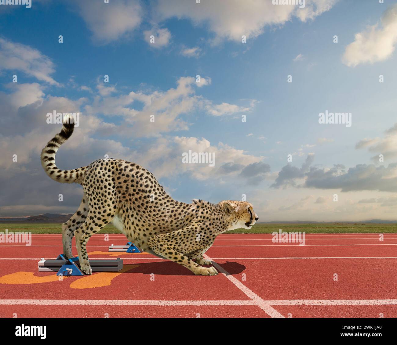 Un guépard se prépare au sprint, les pieds dans les blocs de départ, sur une piste dans une image sur la vitesse et les départs rapides. Banque D'Images