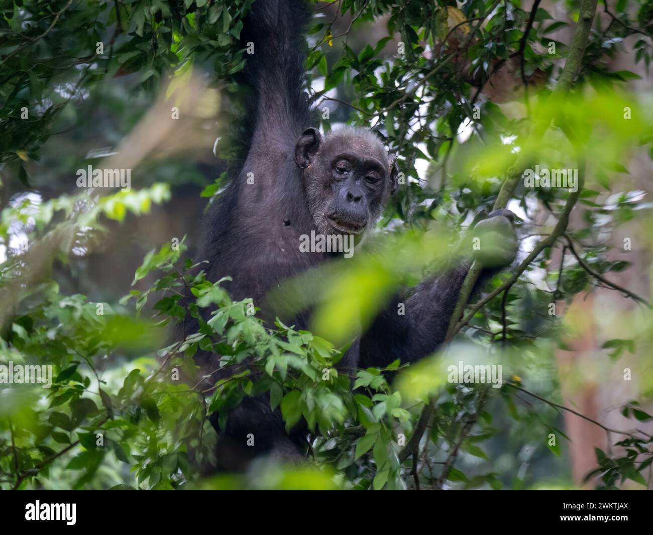 Chimpanzé dans la gorge de Kyambura, dans la partie orientale du parc national Queen Elizabeth en Ouganda. Banque D'Images