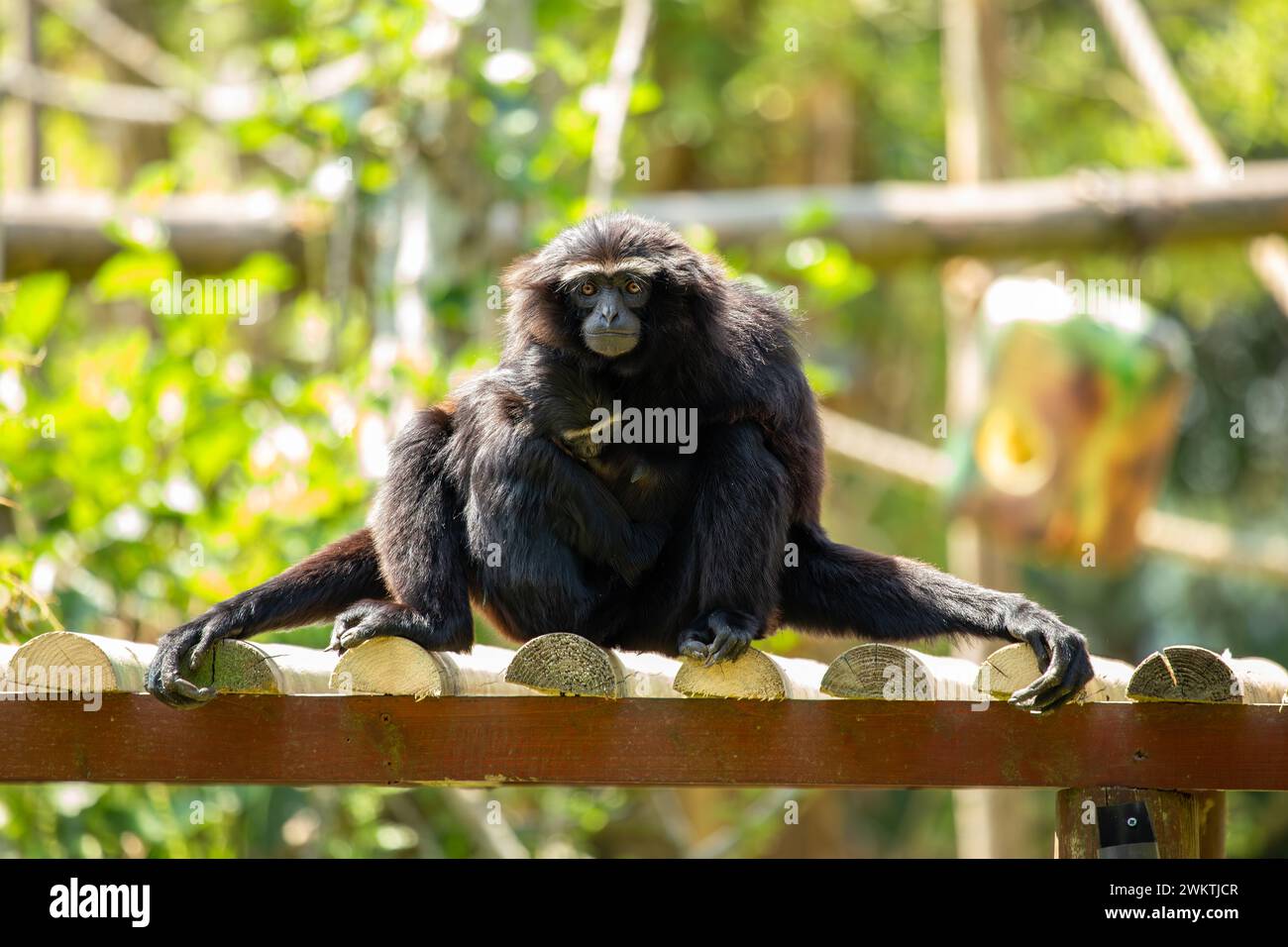 Agile Gibbon balade gracieusement dans les forêts tropicales luxuriantes d'Asie du Sud-est, ses appels envoûtants résonnant dans la canopée. Banque D'Images