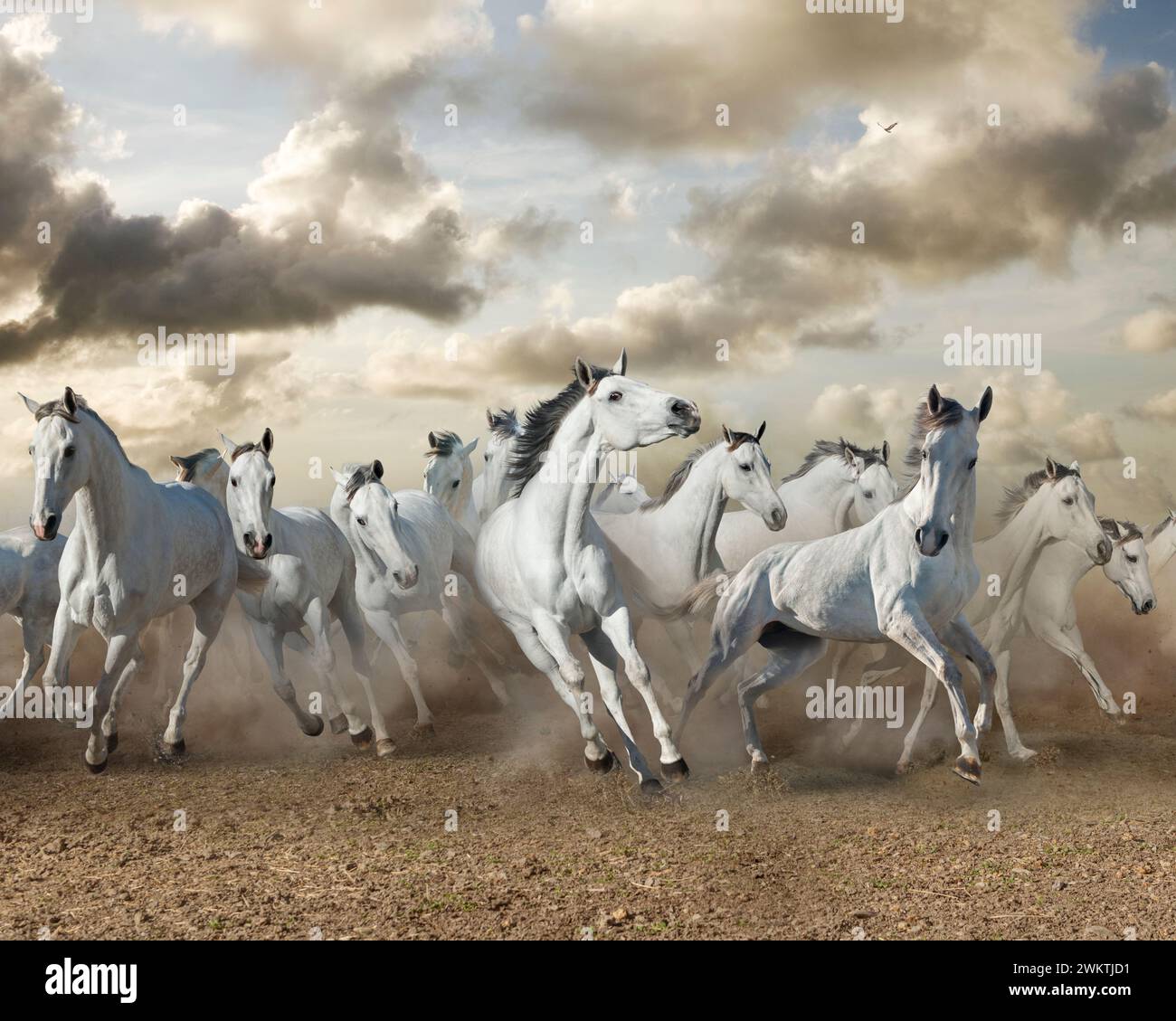 Un troupeau de chevaux blancs se précipite vers le spectateur sous un ciel de nuages dramatiques. Banque D'Images