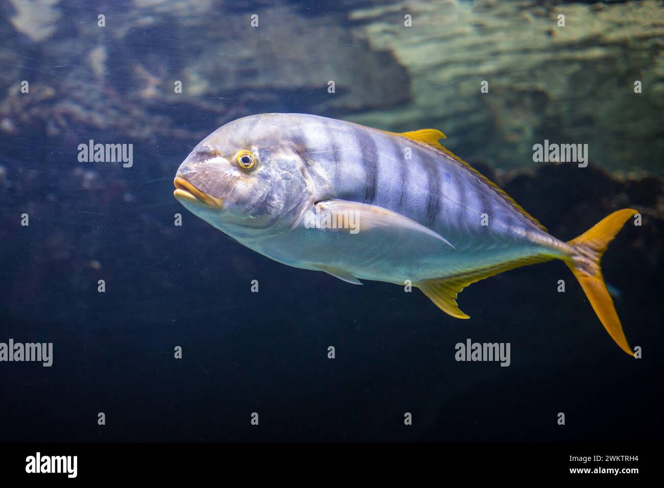 Trevally doré, Kingfish doré (Gnathanodon speciosus) Banque D'Images