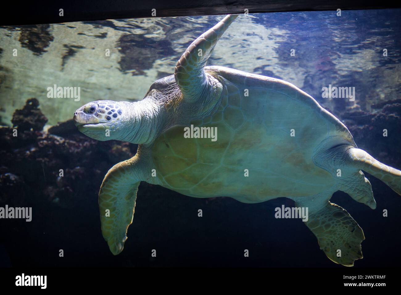 Tortue verte (Chelonia mydas) Banque D'Images