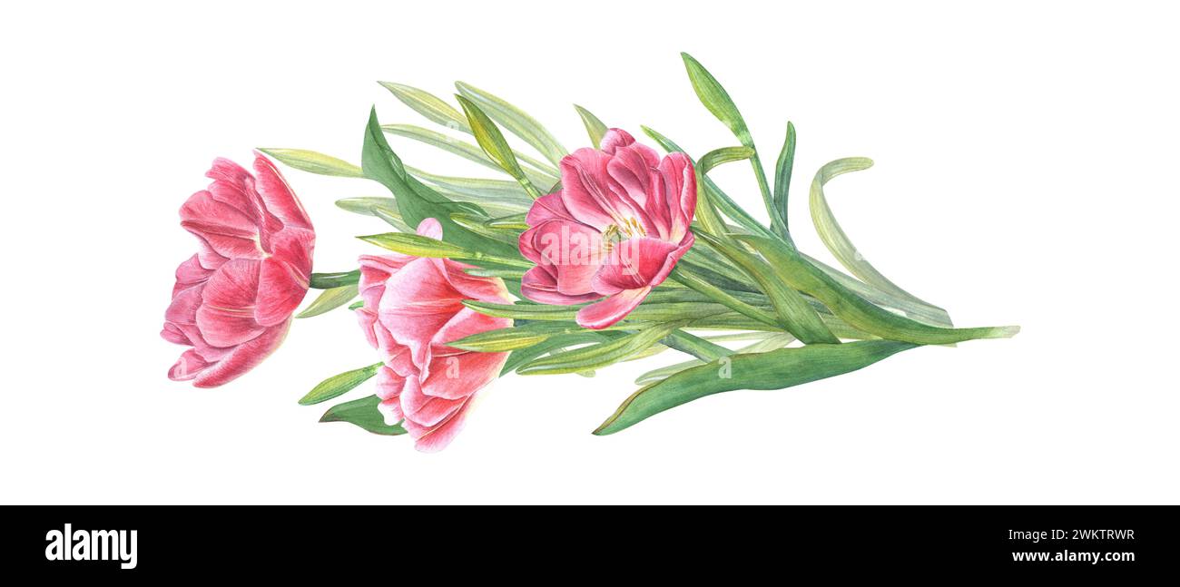 Tulipes roses et jonquilles. Bouquet de fleurs printanières. Illustration aquarelle pour la conception de cartes postales, de voeux, de motifs, pour les cartes Save the date Banque D'Images