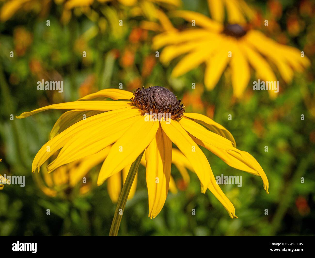 Fleurs jaunes de Rudbeckia Goldsturm poussant dans un jardin britannique Banque D'Images