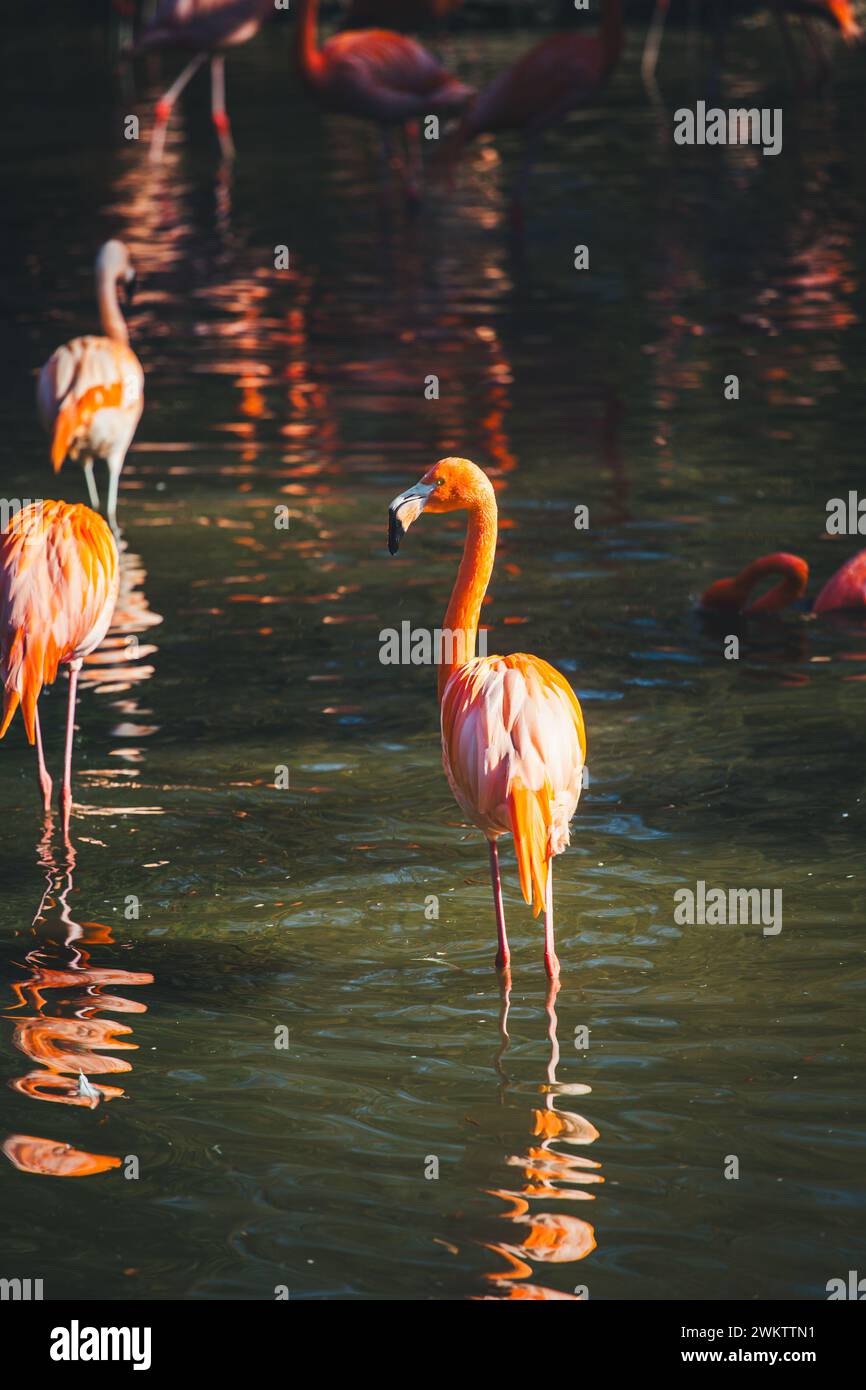 Les flamants (Phoenicopteridae) Banque D'Images