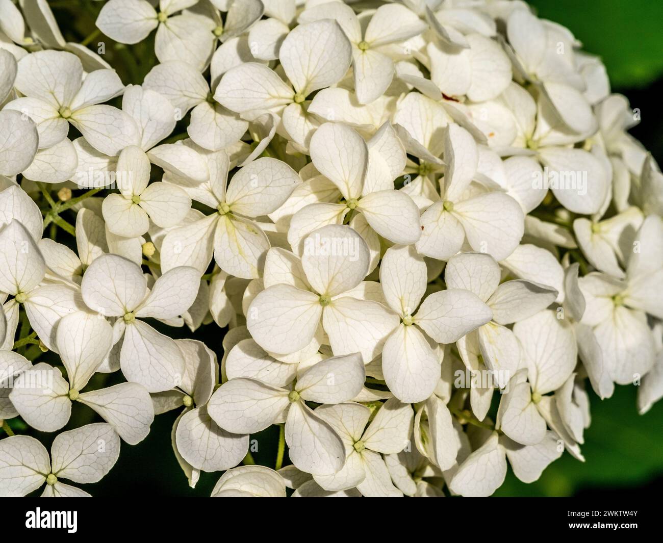 Gros plan d'une tête de fleur blanche d'Hydrangea arborescens Annabelle. Banque D'Images