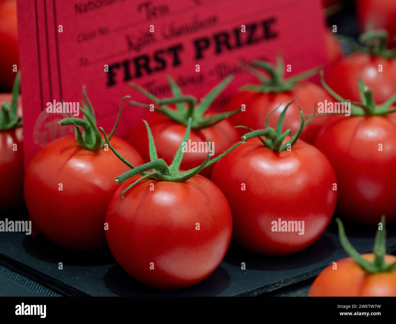 Tomates remportées le premier prix lors d'un concours de légumes country show. ROYAUME-UNI Banque D'Images
