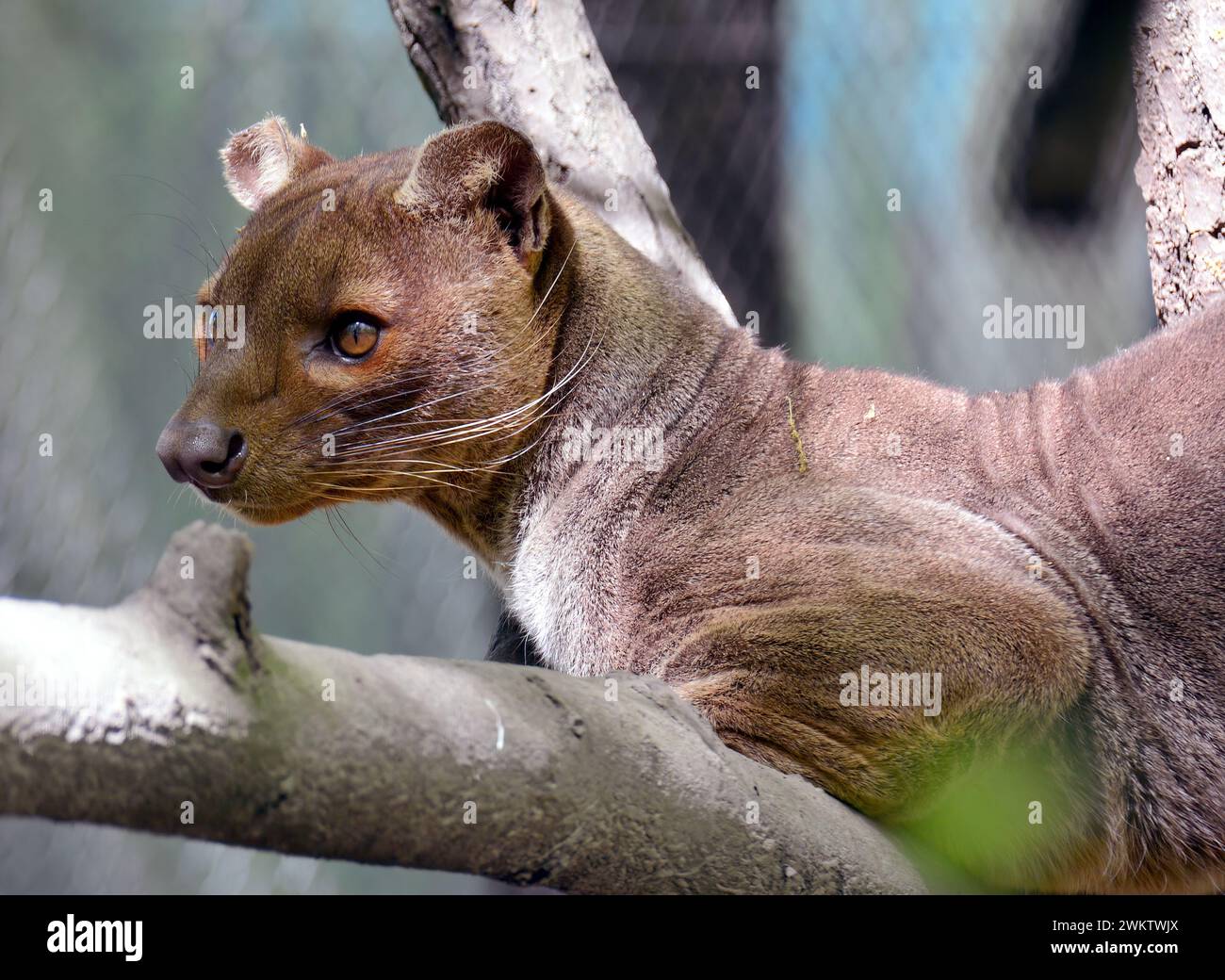 Fossa, Frettkatze, Cryptoprocta ferox, fossza, Zoo Banque D'Images