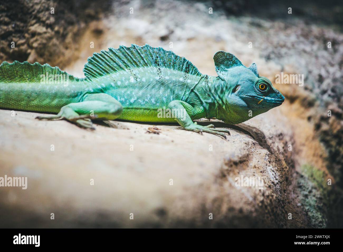 Basilic à double crête, basilic vert, lézard Jésus Christ (Basiliscus plumifrons) Banque D'Images