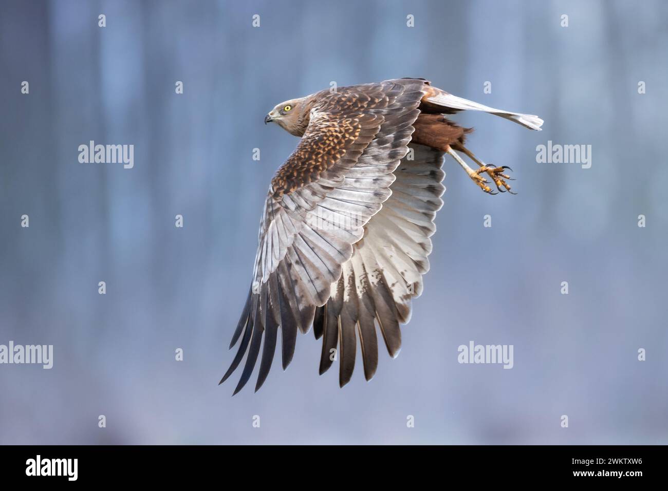 Oiseaux de proie volants Marsh Harrier Circus aeruginosus, temps de chasse Pologne Europe Banque D'Images