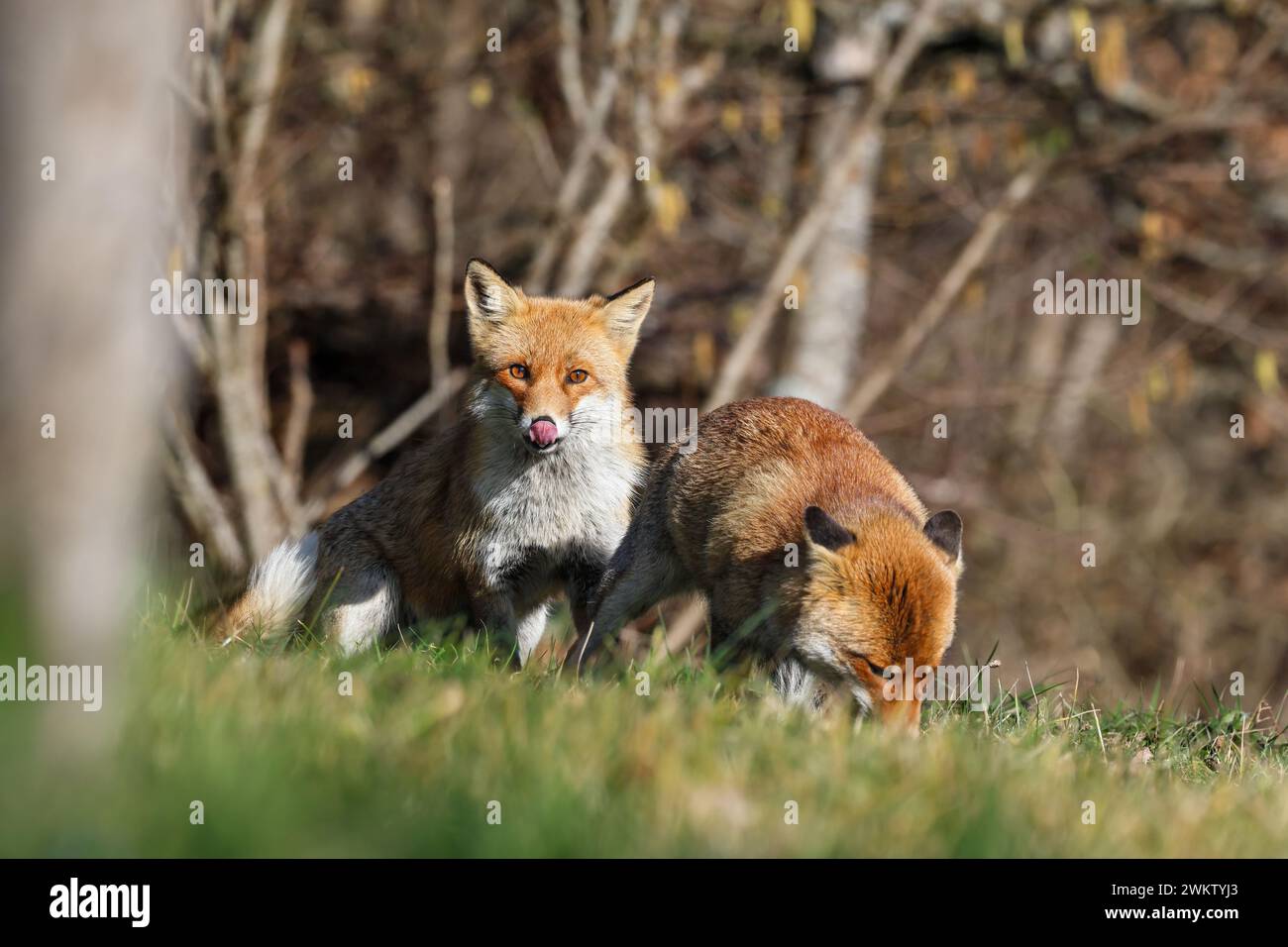 Le conte du renard roux Banque D'Images