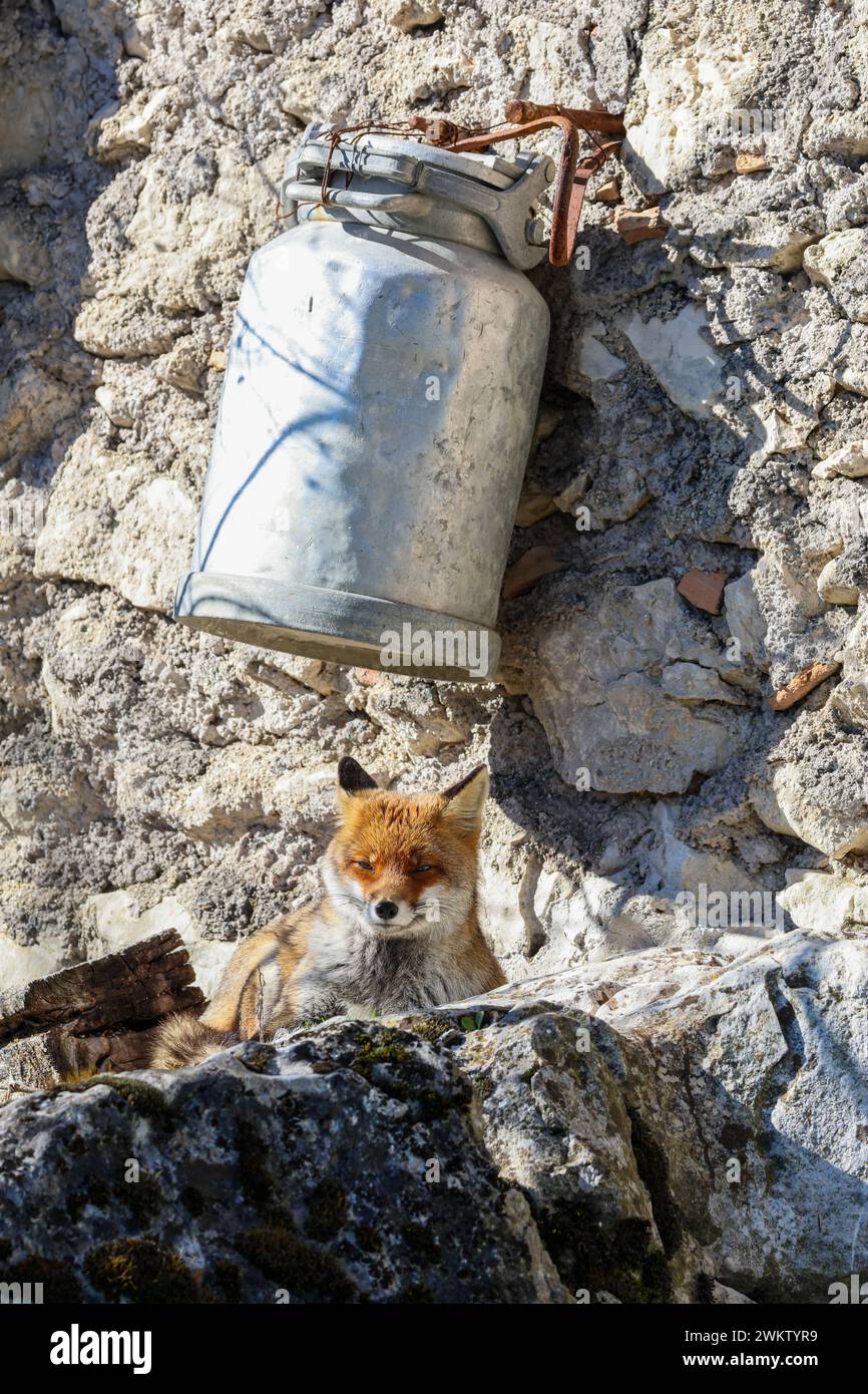 Le conte du renard roux Banque D'Images