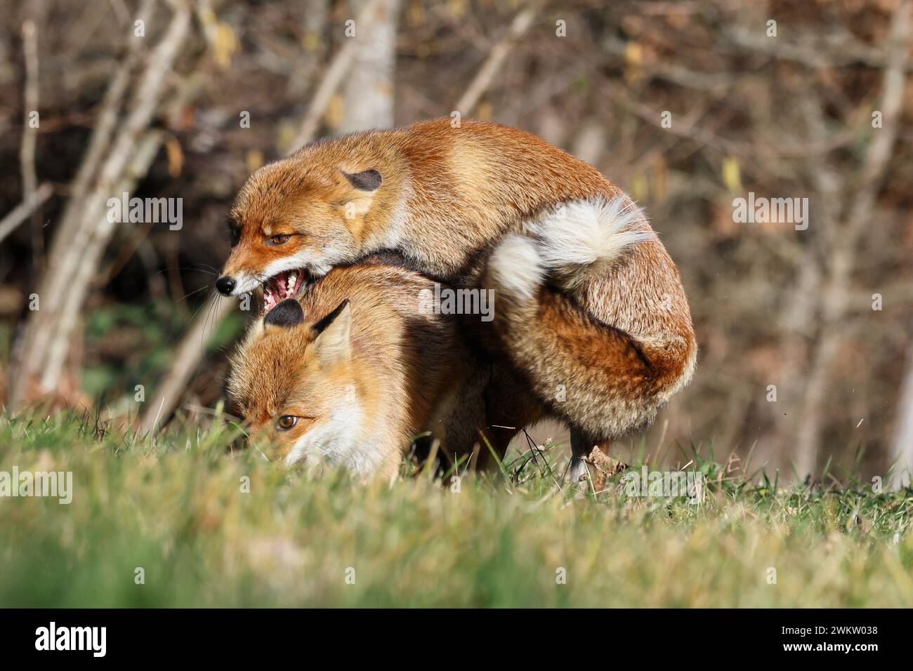 Le conte du renard roux Banque D'Images