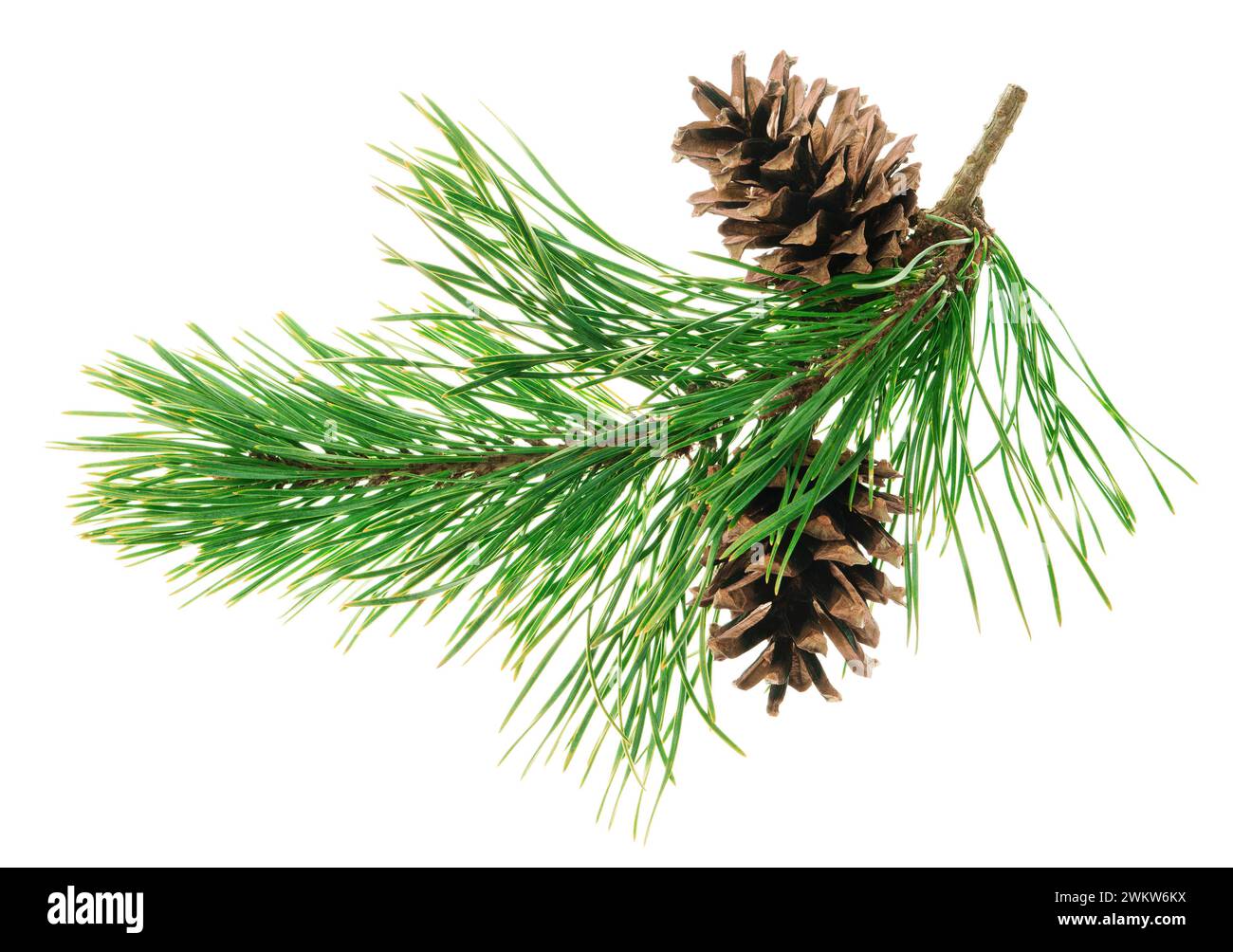 Branches de pin vert avec cônes. isolé. Belle décoration de vacances de la forêt de Noël. Les médicaments sont utilisés pour traiter de nombreuses maladies. Nouvel an. Nature. natur Banque D'Images