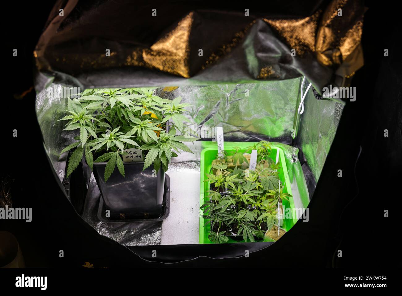 Hambourg, Allemagne. 22 février 2024. Les plants de cannabis (plantes mères et boutures) de différentes variétés (souches) sont placés dans une tente de culture sous éclairage artificiel dans une pièce privée. Le Bundestag décidera de la légalisation du cannabis en Allemagne le 23.02.2024. Crédit : Christian Charisius/dpa/Alamy Live News Banque D'Images