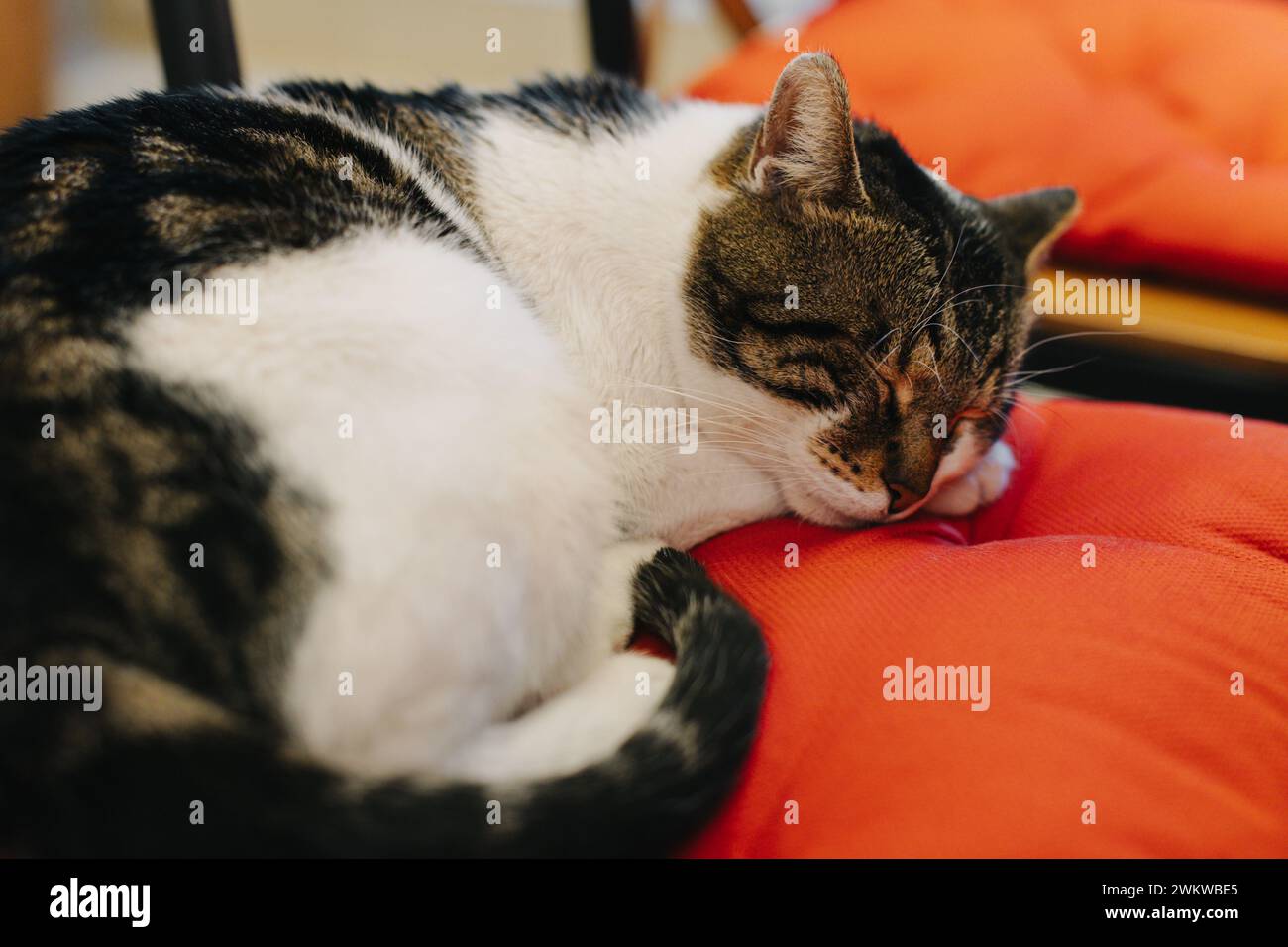 Chat blanc et gris mignon dormant sur un oreiller dans un café de rue, Budva vieille ville, Monténégro. Portrait d'un chat de rue. Banque D'Images