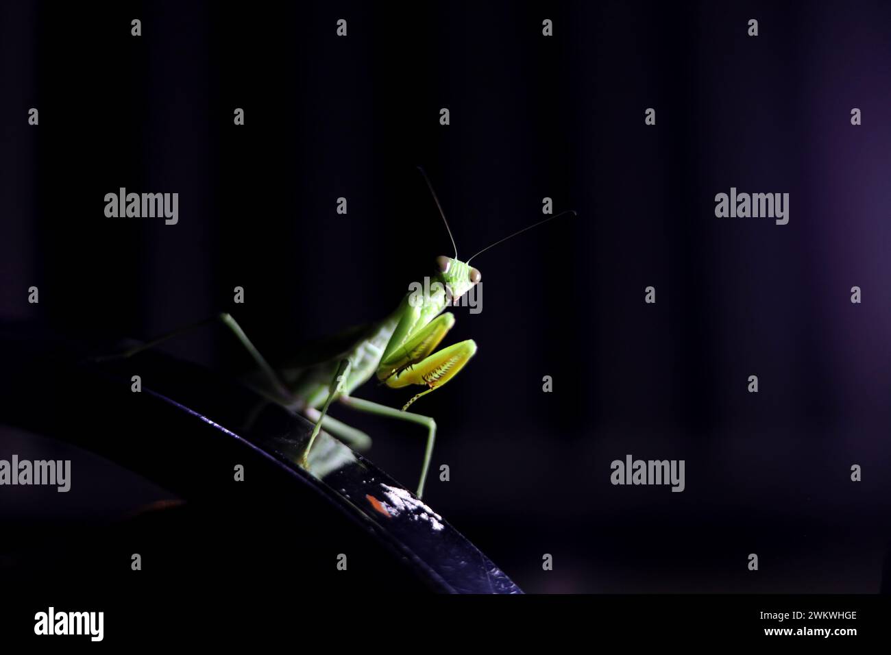 Une Mantis en prière photographiée attirée par la lumière lors d'une panne de courant à Bo, Sierra Leone, Afrique. Banque D'Images